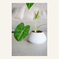 ZenRock Planter