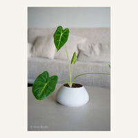 ZenRock Planter