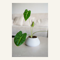 ZenRock Planter
