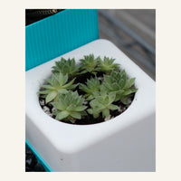 TerraFlora Tiered Planter System