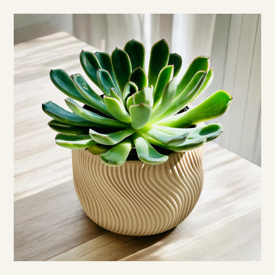 Dolce Indoor Planter