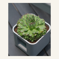 Aura DUO Planter