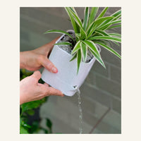 Aura Planter