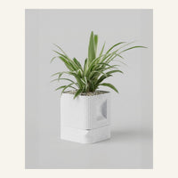Aura Planter