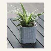Aura Planter