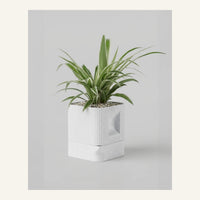 Aura Planter