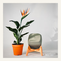 Freya Standing Planter