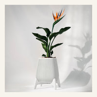 Freya Standing Planter