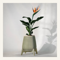 Freya Standing Planter
