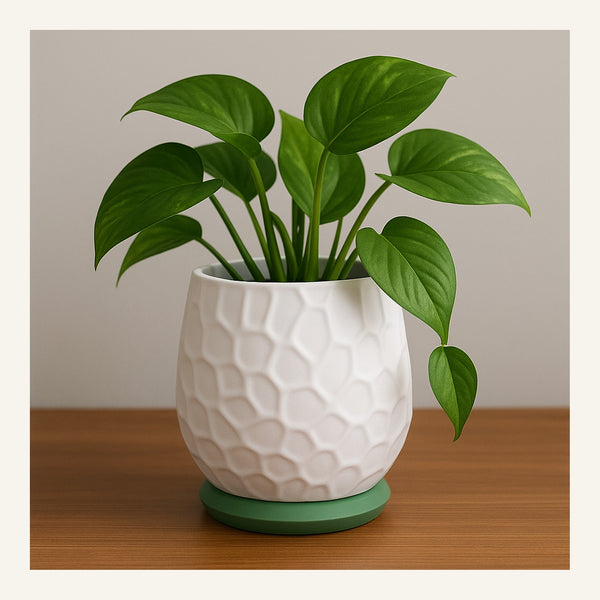 Nido Planter