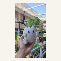 Egg Planter