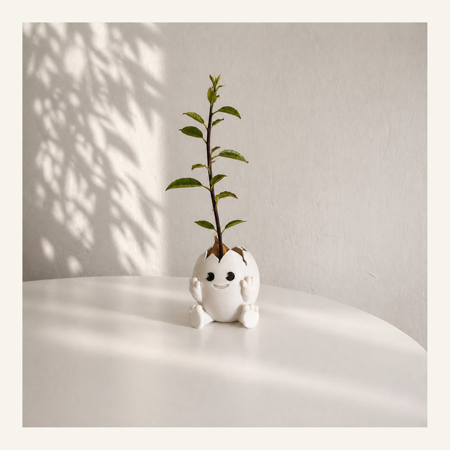 Avocado Egg Planter
